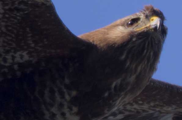 17 June 2020 - 16-32-16 – Version 2
Dennis the buzzard (those eyebrows !)
-------------------
Buzzard hunting over Dartmouth